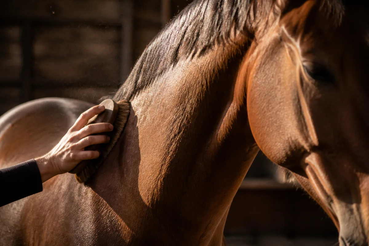 Main gantée passant une brosse souple le long de l’encolure d’un cheval bai