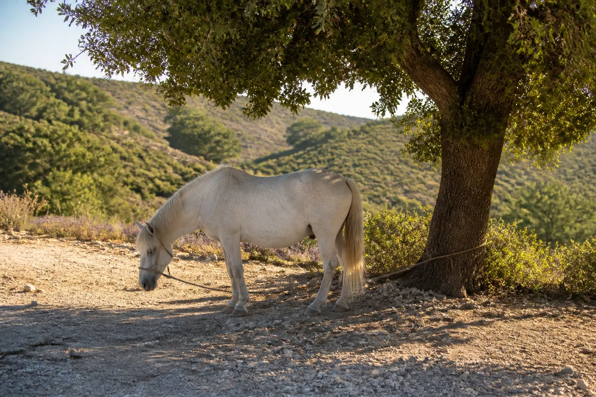 Cheval attaché à l’ombre sous un chêne, poussière calcaire au sol en fin de journée
